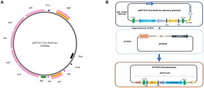 yqhG Contributes to Oxidative Stress Resistance and Virulence of Uropathogenic Escherichia coli and Identification of Other Genes Altering Expression of Type 1 Fimbriae